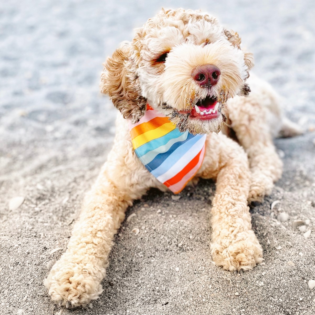 Dog Beach and Eatery in Fort Lauderdale,&nbsp;Florida