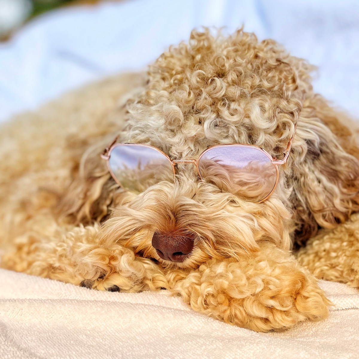 3 Dog Photo Ideas for Your Pupfluencer&nbsp;Instagram