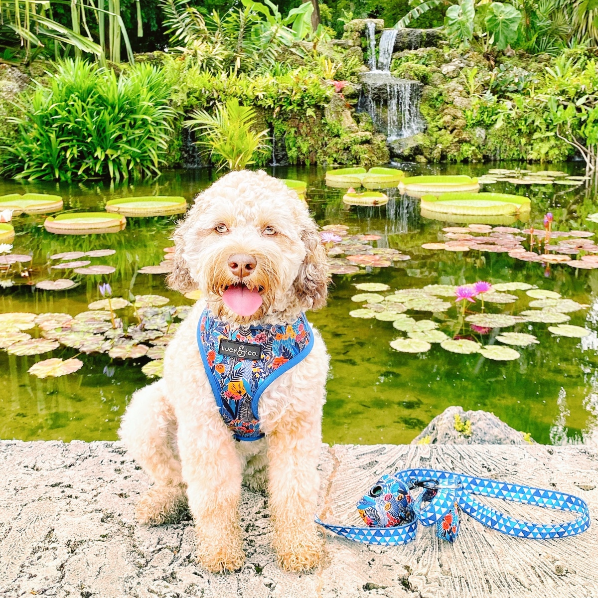 Dog-Friendly Botanical Gardens in Miami